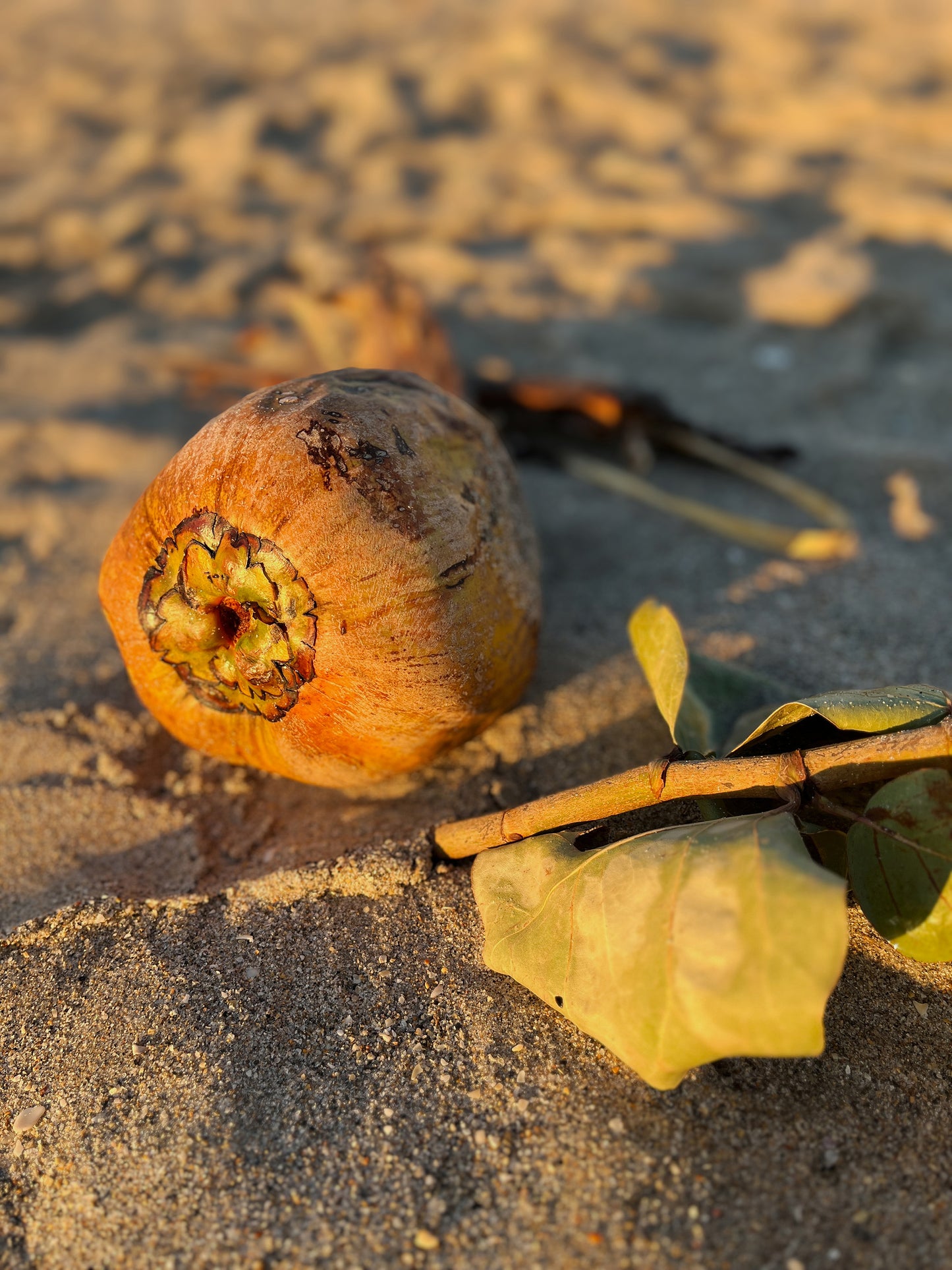 Fine Art Photograph - Beach Vibes Coconuts