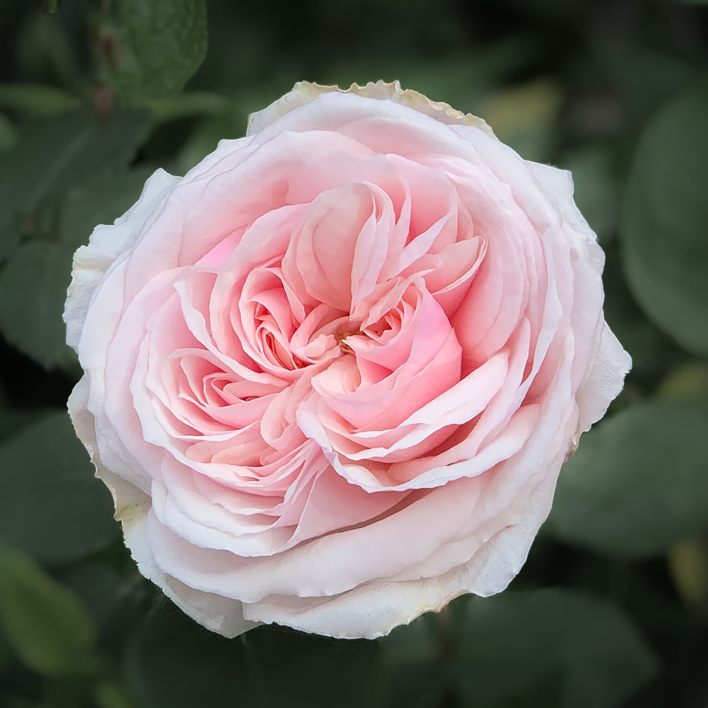 Pink Rose - Fine Art Photograph