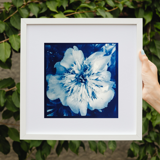 The Beauty of Cynaotypes