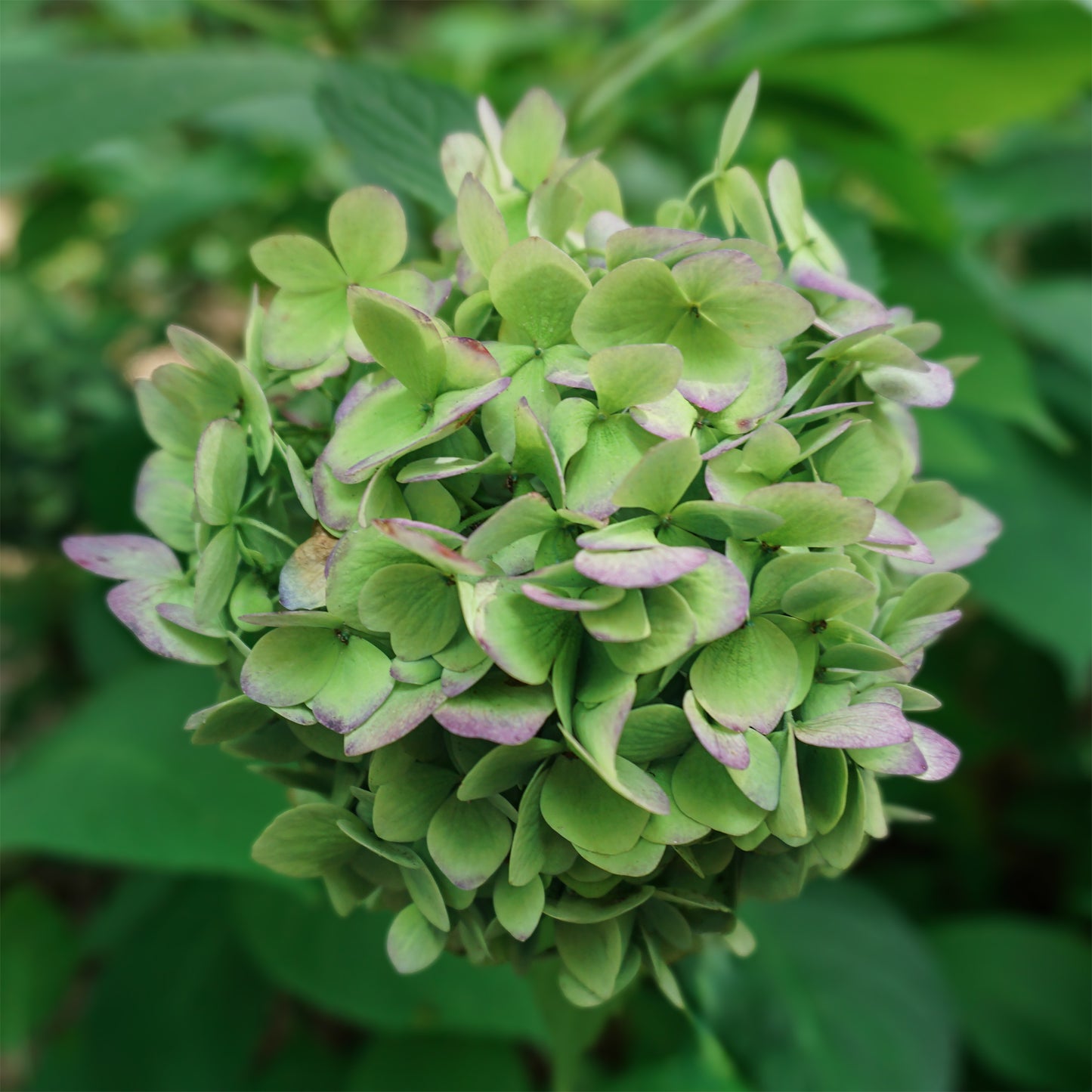 Green Hydrangea - Fine Art Photograph