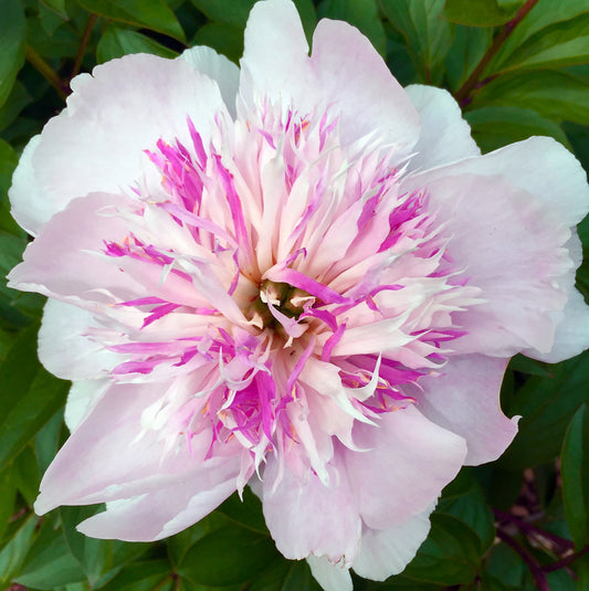 Pink Floral Burst - Fine Art Photograph