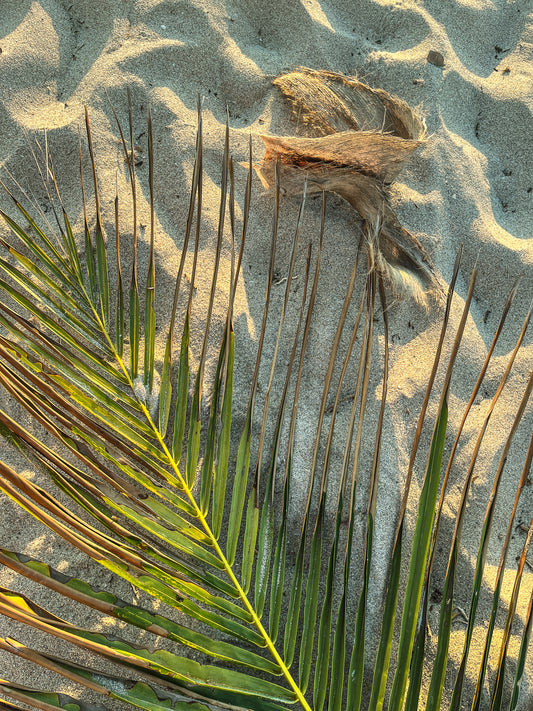 Beach Vibes Palm - Fine Art Photograph