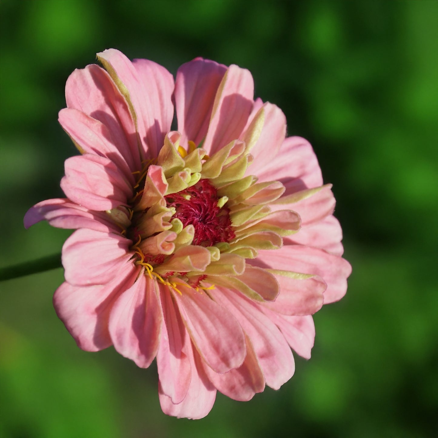 Zinnia - Fine Art Photograph